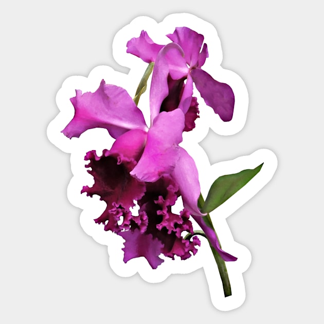 Orchid Harold Carls Sticker by SusanSavad